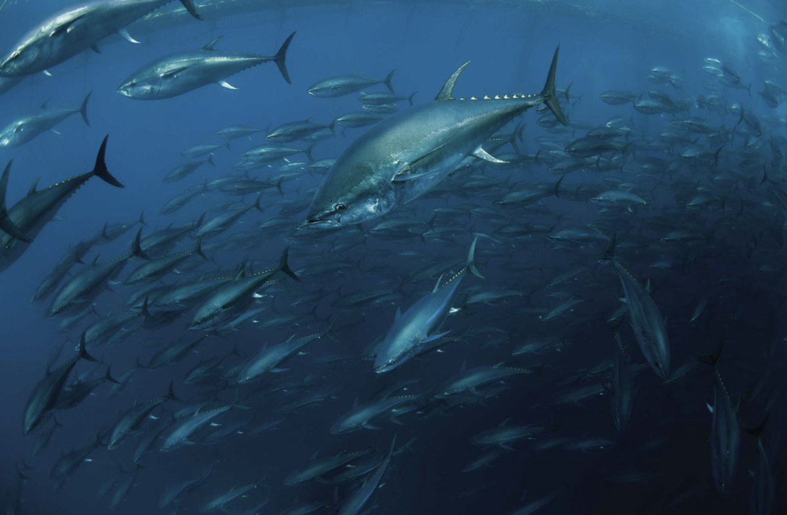 April Bluefin Tuna And Yellowtail Update! - Billykfishing Catch More Fish