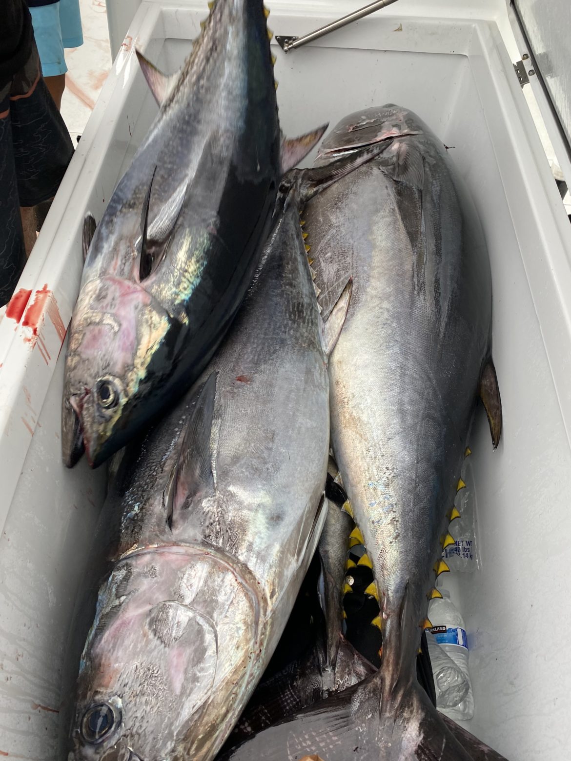 The Bluefin Bite is Starting to Get Better!!!! Heres all you need to ...