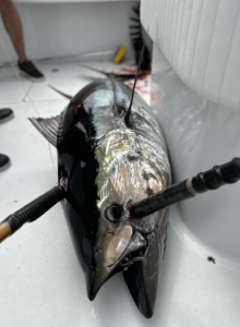 Bob Lewis Kite MEDIUM - Billykfishing Catch More Fish